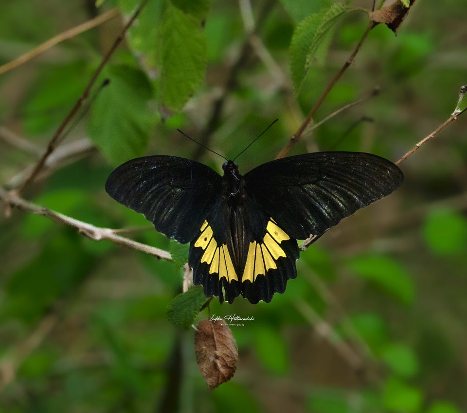 Butterfly in Na forest — Namal Uyana